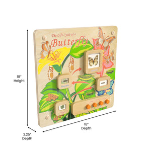Bright Beginnings Commercial Grade STEAM Wall Activity Board with Natural Finish and Multicolor Accents, Butterfly Life Cycle
