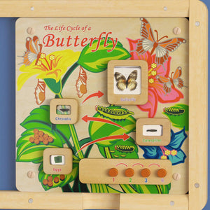 Bright Beginnings Commercial Grade STEAM Wall Activity Board with Natural Finish and Multicolor Accents, Butterfly Life Cycle