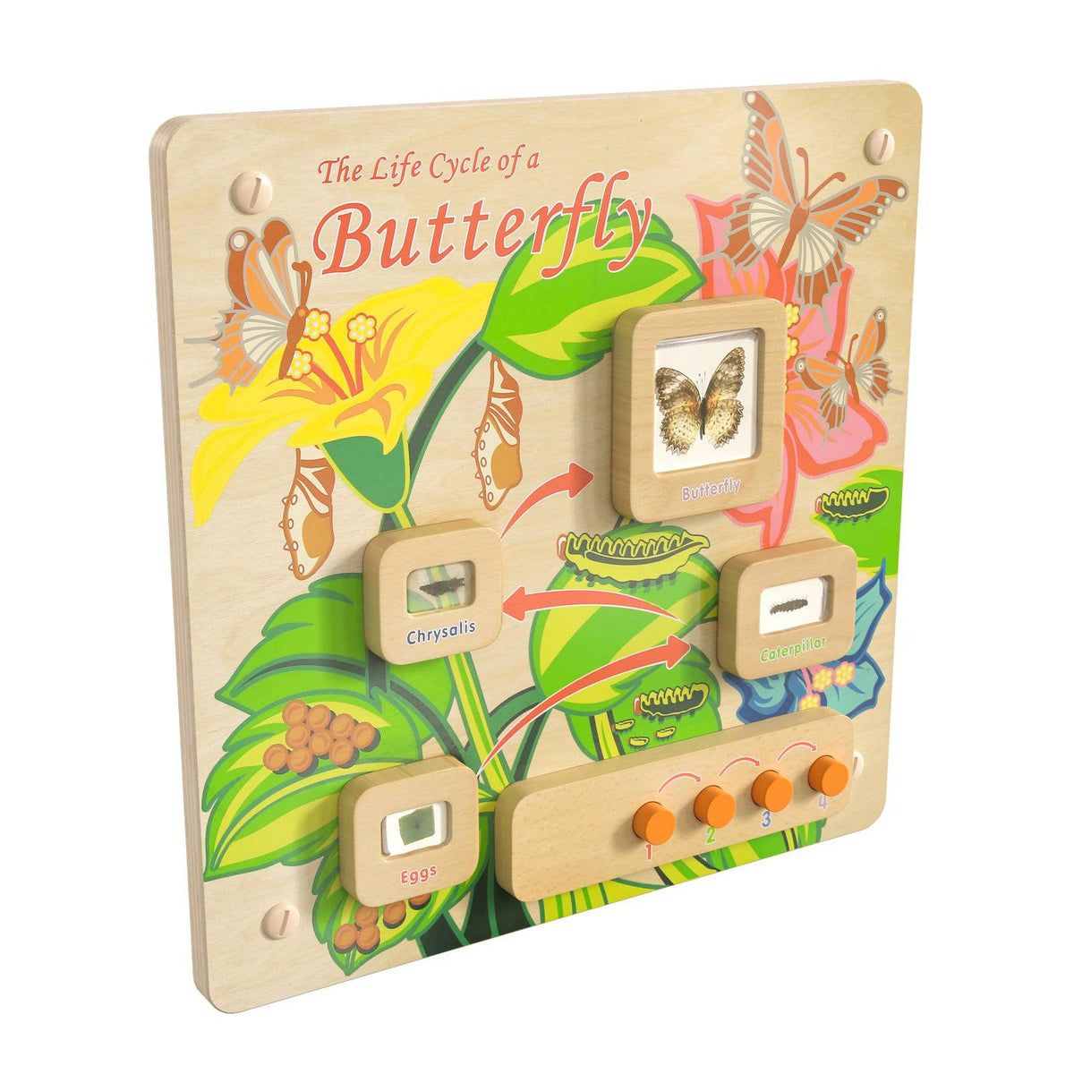 Bright Beginnings Commercial Grade STEAM Wall Activity Board with Natural Finish and Multicolor Accents, Butterfly Life Cycle