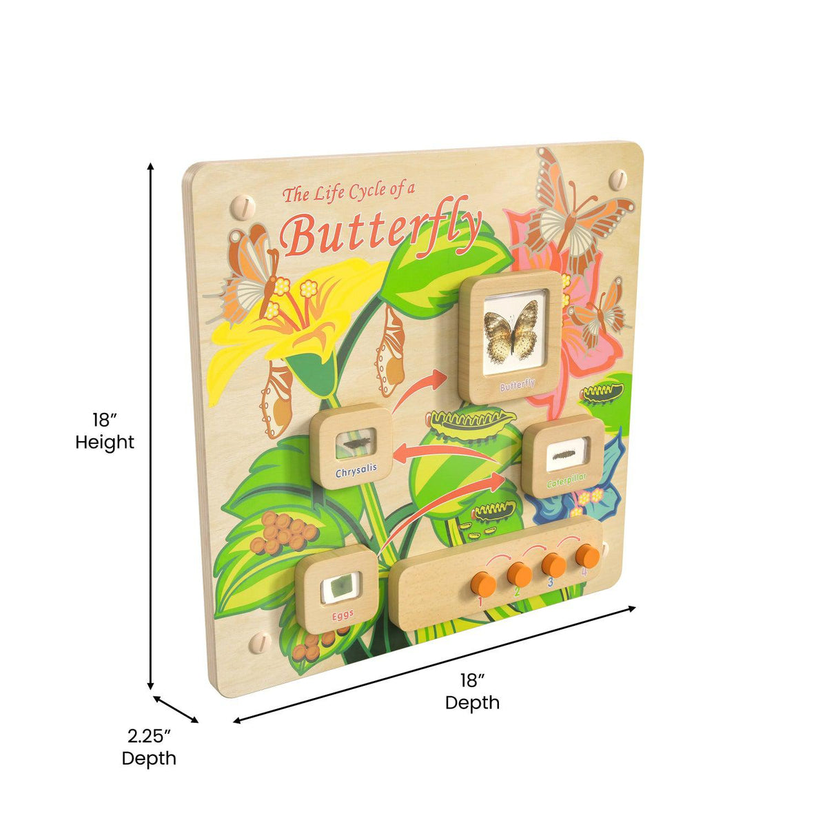 Bright Beginnings Commercial Grade STEAM Wall Activity Board with Natural Finish and Multicolor Accents, Butterfly Life Cycle