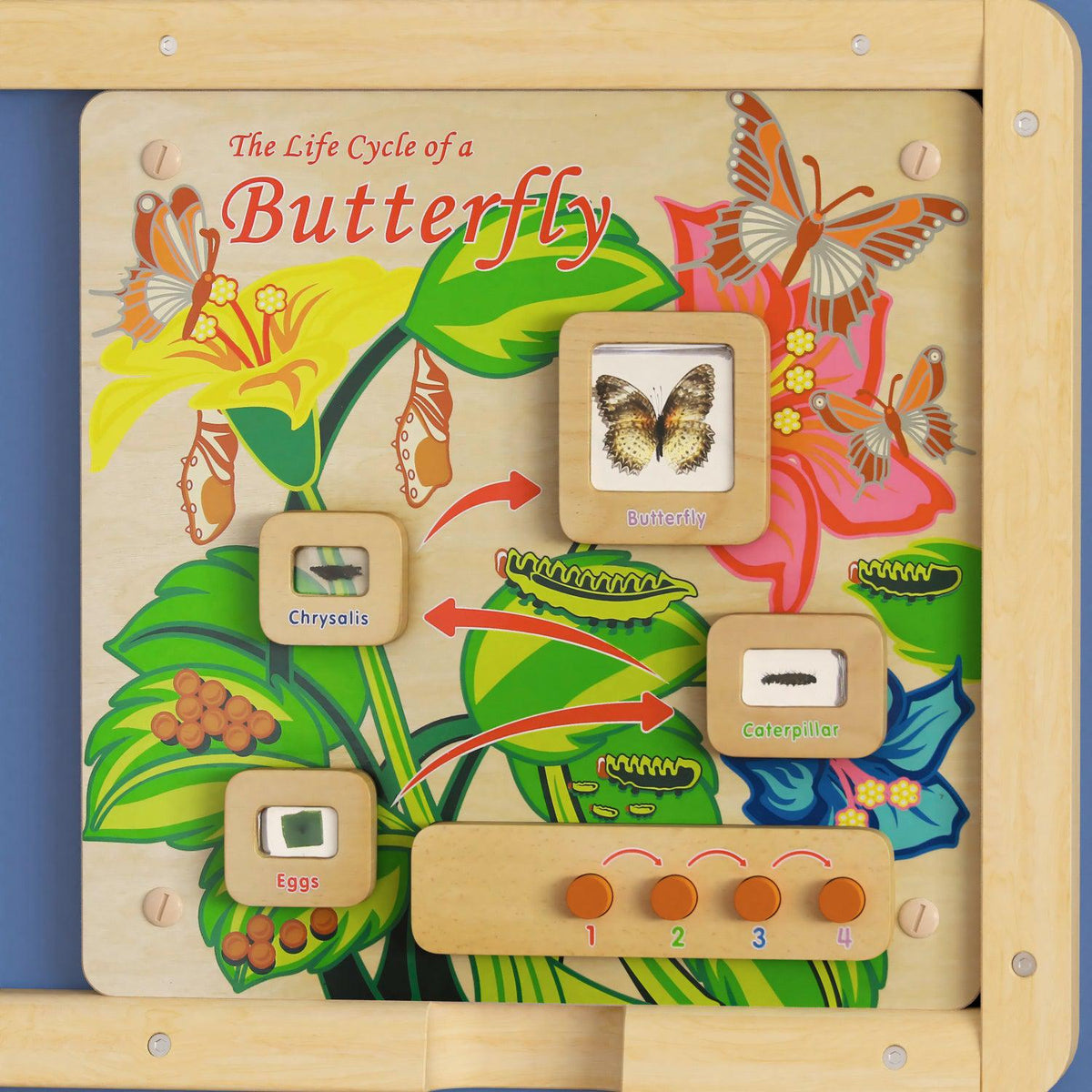 Bright Beginnings Commercial Grade STEAM Wall Activity Board with Natural Finish and Multicolor Accents, Butterfly Life Cycle